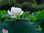 Lotuses are in full bloom again at the Old Summer Palace. The Old Summer Palace, or Garden of Eternal Brightness, is holding its 15th annual Lotus Festival. The event runs from July 11 to Aug. 31, coinciding with the peak of the blooming water lilies and lotuses. [Photo by Jia Yunlong] 