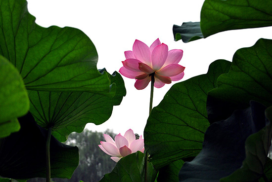 A Feast of Lotus Flowers at Yuanmingyuan