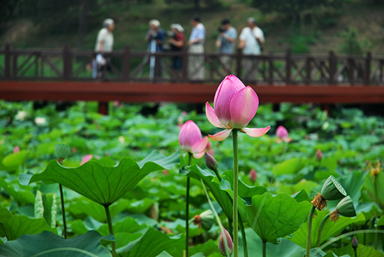 A Feast of Lotus Flowers at Yuanmingyuan