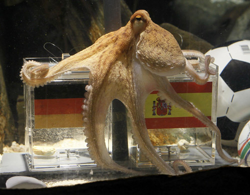 Two year-old octopus Paul, the so-called &apos;octopus oracle&apos; predicts Spain&apos;s victory in their 2010 World Cup semi-final soccer match against Germany by choosing a mussel, from a glass box decorated with the Spanish national flag instead of a glass box with the German flag, at the Sea Life Aquarium in the western German city of Oberhausen July 6, 2010. [China Daily/Agencies] 