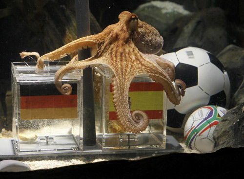 Two year-old octopus Paul, the so-called &apos;octopus oracle&apos; predicts Spain&apos;s victory in their 2010 World Cup semi-final soccer match against Germany by choosing a mussel, from a glass box decorated with the Spanish national flag instead of a glass box with the German flag, at the Sea Life Aquarium in the western German city of Oberhausen July 6, 2010. [China Daily/Agencies] 