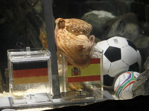 Two year-old octopus Paul, the so-called &apos;octopus oracle&apos; predicts Spain&apos;s victory in their 2010 World Cup semi-final soccer match against Germany by choosing a mussel, from a glass box decorated with the Spanish national flag instead of a glass box with the German flag, at the Sea Life Aquarium in the western German city of Oberhausen July 6, 2010. [China Daily/Agencies] 