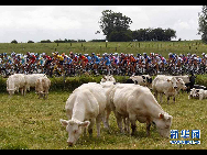 The pack of riders cycle during the second stage of the Tour de France cycling race from Brussels to Spa, July 5, 2010. 