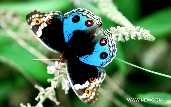 Photo taken on July 6, 2010 shows a butterfly in Luoping, southwest China&apos;s Yunnan Province. The multiplicity of climate and vegetation in Yunnan offers good circumstance for more than 700 species of butterfly living there. [Xinhua]