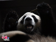 Panda cubs from the Wolong Giant Panda Reserve Center in Sichuan are seen at the World Expo Pandas Pavilion inside the Shanghai Wild Animal Park, in China Thursday Jan. 28, 2010. Ten giant panda cubs, all born after the deadly earthquake that hit China's Sichuan province in 2008, were sent to Shanghai to go on display during Shanghai World Expo. [Photo by Yang Jia]