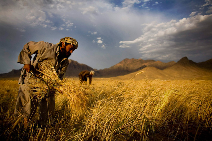 Afghan farmers harvest wheat outside Kabul, Afghanistan, Thursday, June 24, 2010.[yeeyan.org]