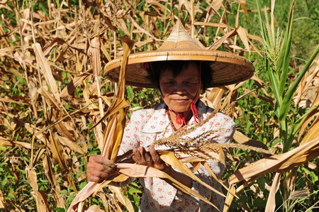 A woman in Wenquan village, Qionghai city of Hainan province, examines her scorched corn on Tuesday, a casualty of the heat wave that has been baking the province since the start of summer.