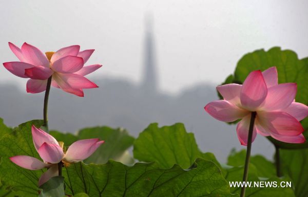 Lotus flowers in full blossom are pictured in the famous West Lake in Hangzhou, east China's Zhejiang Province, on July 7, 2010. 