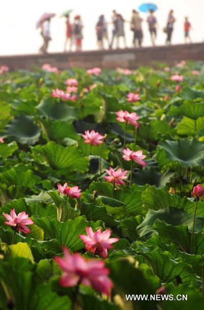 Lotus flowers in full blossom are pictured in the famous West Lake in Hangzhou, east China's Zhejiang Province, on July 7, 2010.
