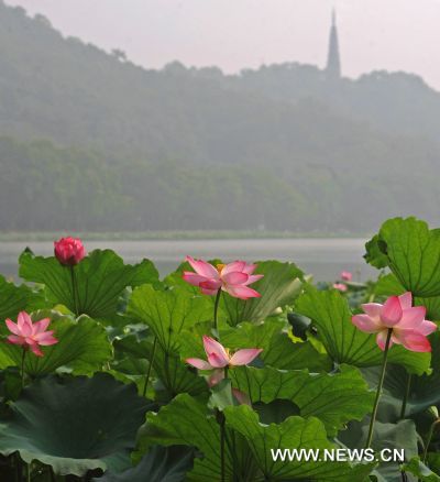 Lotus flowers in full blossom are pictured in the famous West Lake in Hangzhou, east China's Zhejiang Province, on July 7, 2010.