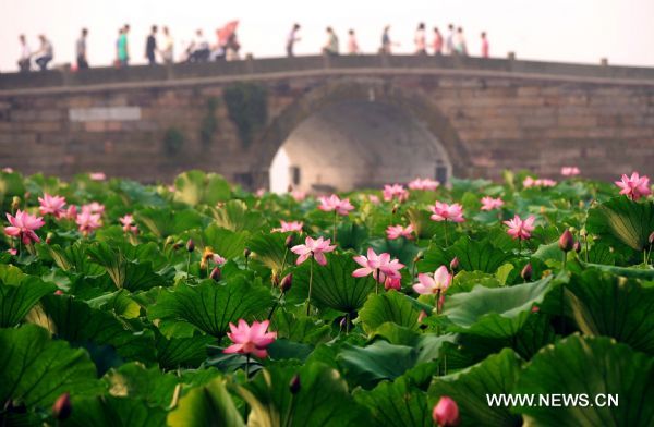 Lotus flowers in full blossom are pictured in the famous West Lake in Hangzhou, east China's Zhejiang Province, on July 7, 2010. 