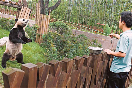 Yang Gangkun, a 24-year-old professional panda keeper, feeds apples to a panda on June 10 at the Panda Base in Chengdu, capital of Sichuan province. [AFP]