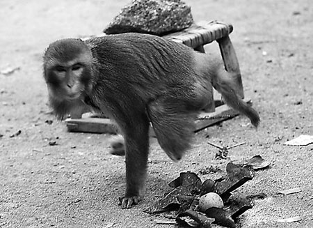 The one-armed monkey. [File photo]