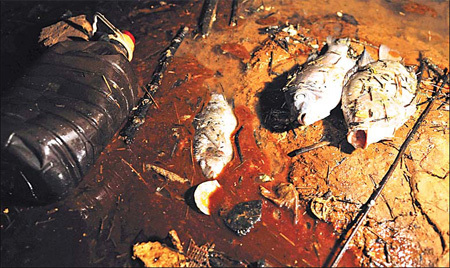 Dead fish lie on the bank of the Tingjiang River in Shanghang county, Fujian Province, the result of sewage leaking into the river since July 3 from the local Zijinshan Copper Mine. [Xinhua]