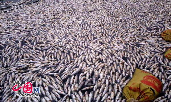 Pollution from Zijinshan Copper Mine, owned by Zijin Mining Group Co, has contaminated the Tingjiang River, a major waterway in East China&apos;s Fujian province, leading to the poisoning of up to 1,890 tons of fish, local environmental authorities said on July 13, 2010. [CFP]