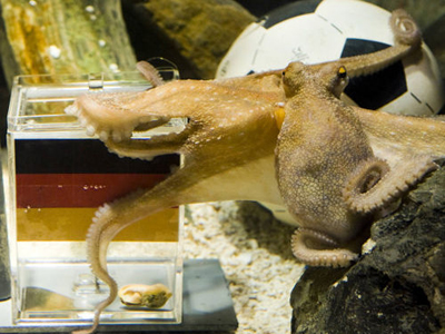 Octopus Paul, better known as the so-called 'octopus oracle' sits on a soccer ball in his aquarium at the Sea Life Aquarium in the western German city of Oberhausen on July 9. 