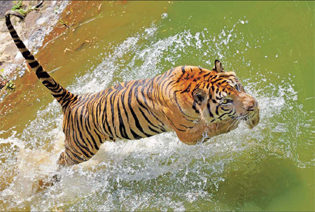 A rare 12-year-old Sumatran tiger named 'Trenggani' jumps into the water within its enclosure at Ragunan Zoo in Jakarta. [AFP]