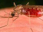 How to protect yourself against malaria when travel