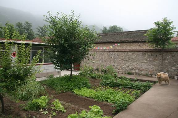 Organic vegetables and fruits grow in the Chen family's courtyard. 