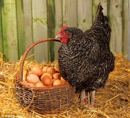 British scientists say they have finally discovered the answer to a mystery: What came first the chicken or the egg? They found a protein called ovocleidin (OC-17) they say is crucial to the formation of eggshells. It is produced in the pregnant hen's ovaries, so the correct reply to the egg riddle must be that the chicken came first.