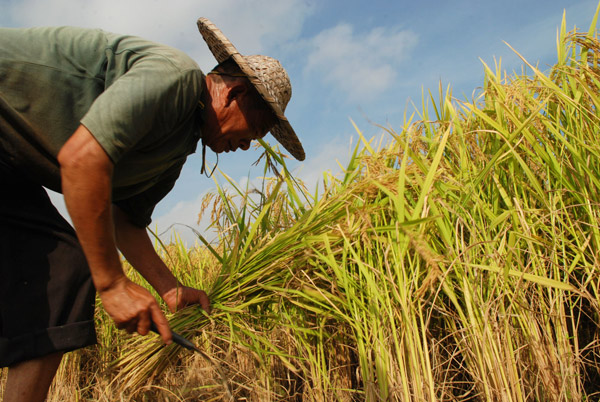 Despite natural disasters, grain harvest looks good