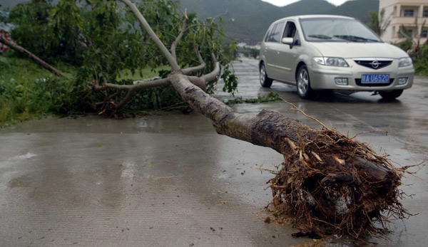 Trees are pulled out by Typhoon Conson in Sanya, a coastal resort in south China's Hainan Province, late July 16, 2010. Typhoon Conson made its powerful landfall in the Yalong Bay in Sanya Friday night, causing serious damages.[Xinhua]