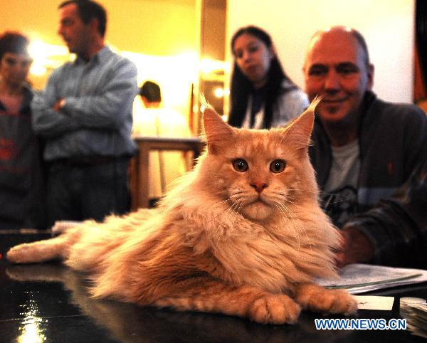 A cat is pictured during the international cat pageant contest in Buenos Aires, Argentina, July 17, 2010. [Xinhua]