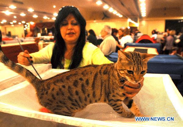 A cat is pictured during the international cat pageant contest in Buenos Aires, Argentina, July 17, 2010. [Xinhua]