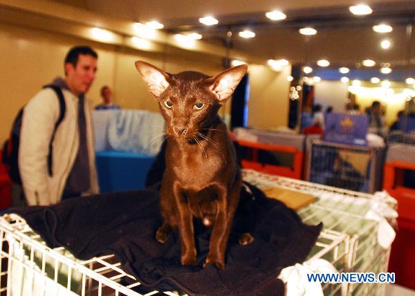 A cat is pictured during the international cat pageant contest in Buenos Aires, Argentina, July 17, 2010. [Xinhua]