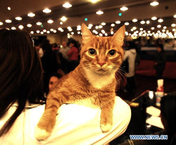 A cat is pictured during the international cat pageant contest in Buenos Aires, Argentina, July 17, 2010. [Xinhua]