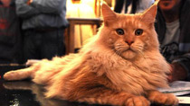 Int'l cat pageant contest held in Argentina