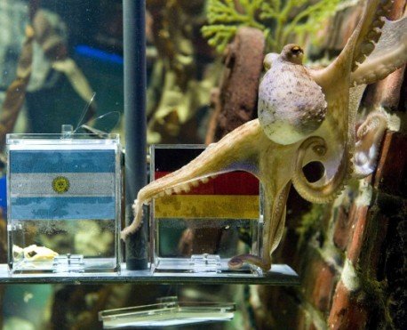 A two year-old octopus Paul, the so-called 'octopus oracle' predicts Germany's victory in their 2010 World Cup quarter-final soccer match against Argentina by choosing a mussel, from a glass box with the German flag instead of a glass box with the Argentinian flag, at the Sea Life Aquarium in the western German city of Oberhausen June 29, 2010. [xinhuanet.com] 