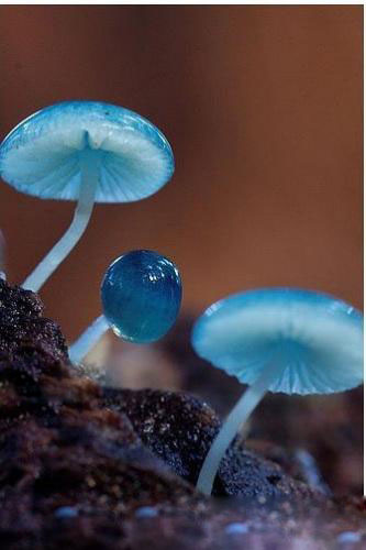 Rare blue mushrooms. [tom] 