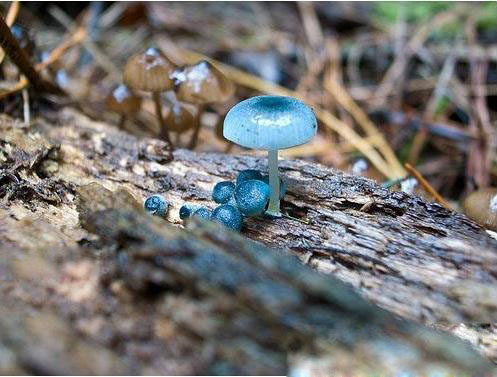 Rare blue mushrooms. [tom] 
