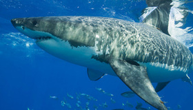 Great white shark: cold-blooded killer under sea