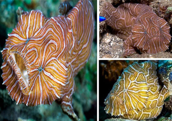 Psychedelic frogfish 