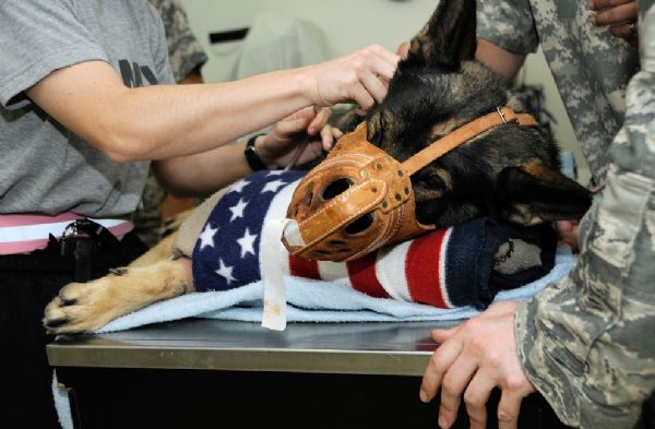 Carly M745, a security forces dog with the 332nd Expeditionary Security Forces Group, is sedated to have blood drawn July 3, 2010, during a canine blood drive at Joint Base Balad (JBB), Iraq. Military working dogs at JBB have their blood tested and typed to ensure they are ideal donors. [yeeyan.org] 