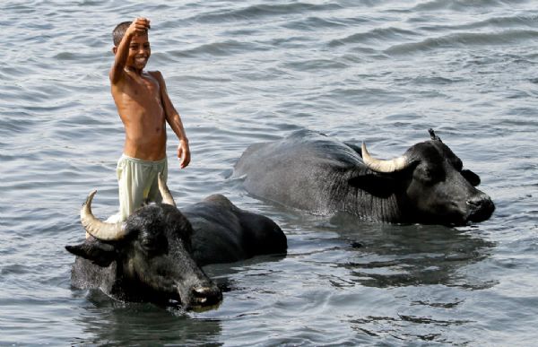 Ali Ahmed, 8, swims with cattle in the Tigris river in Baghdad, Iraq, Wednesday, July 14, 2010. The animals are bathed daily to help keep them free of diseases and to protect them from the heat.[yeeyan.org] 