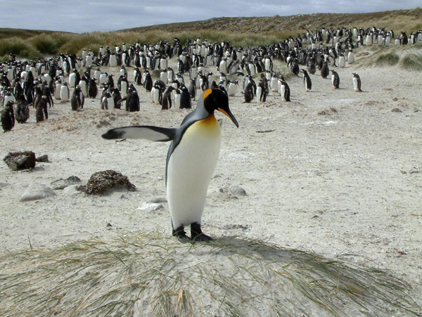 A King Penguin crosses in front of a flock of Gentoo Penguins near Port Stanley in this May 16, 2010 photo. [Agencies] 