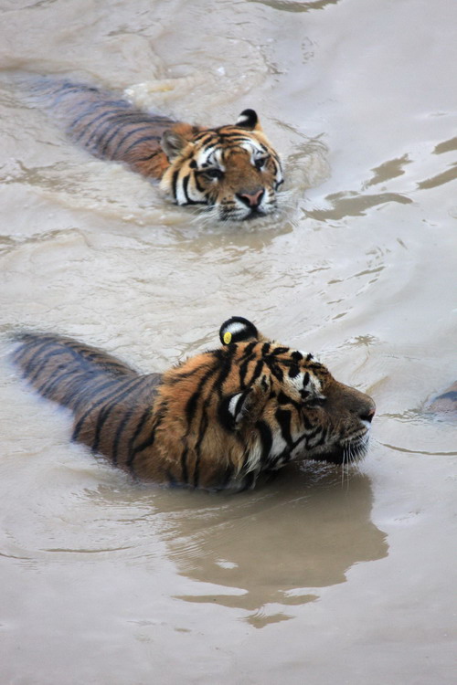 Two Manchurian tigers play with water in Huangshan Tiger Garden to cool down as a heat wave continues over Huangshan city, East China&apos;s An&apos;hui province on July 21, 2010. [Xinhua] 