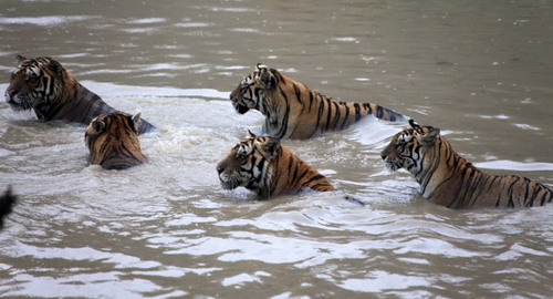 Several Manchurian tigers play with water in Huangshan Tiger Garden to cool down as a heat wave continues over Huangshan city, An&apos;hui province on July 21, 2010. [Xinhua] 