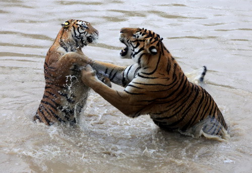 Two Manchurian tigers play in the water in Huangshan Tiger Garden as a heat wave continues over Huangshan city, An&apos;hui province on July 21, 2010. [Xinhua] 