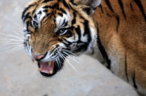 A Manchurian tiger is seen in Huangshan Tiger Garden in Huangshan city, An&apos;hui province on July 21, 2010.[Xinhua] 