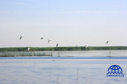 Photo taken on July 17 shows Wuliangsuhai Wetland is heaven for birds. [Jiao Meng] 