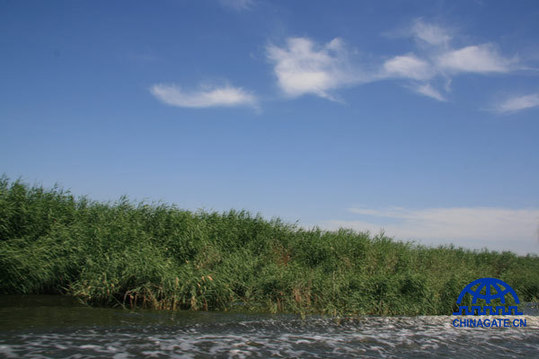 Reeds have strong cleaning effects to wasted water. [Jiao Meng] 