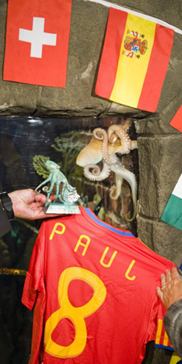  &apos;Paul&apos;, the so-called &apos;octopus oracle&apos;, is presented with a jersey and a bronze statuette at the Sea Life Aquarium in the western German city of Oberhausen July 22, 2010.[Xinhua/Reuters] 