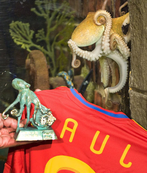  &apos;Paul&apos;, the so-called &apos;octopus oracle&apos;, is presented with a jersey and a bronze statuette at the Sea Life Aquarium in the western German city of Oberhausen July 22, 2010.[Xinhua/Reuters]