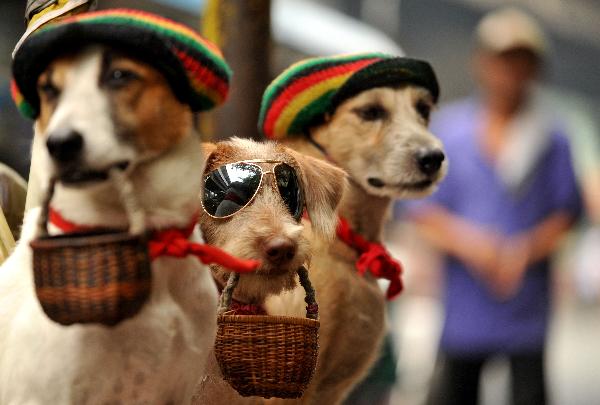 Dogs wearing glasses and hats beg on a street in Manila, capital of Philippines, July 22, 2010.[Xinhua/AFP]