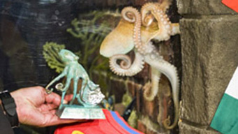 'Oracle octopus' becomes favourite friend of Spanish town