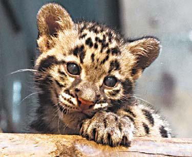 A newborn leopard cub looks out from an enclosure at the Jardin des Plantes menagerie in Paris. [Agencies]